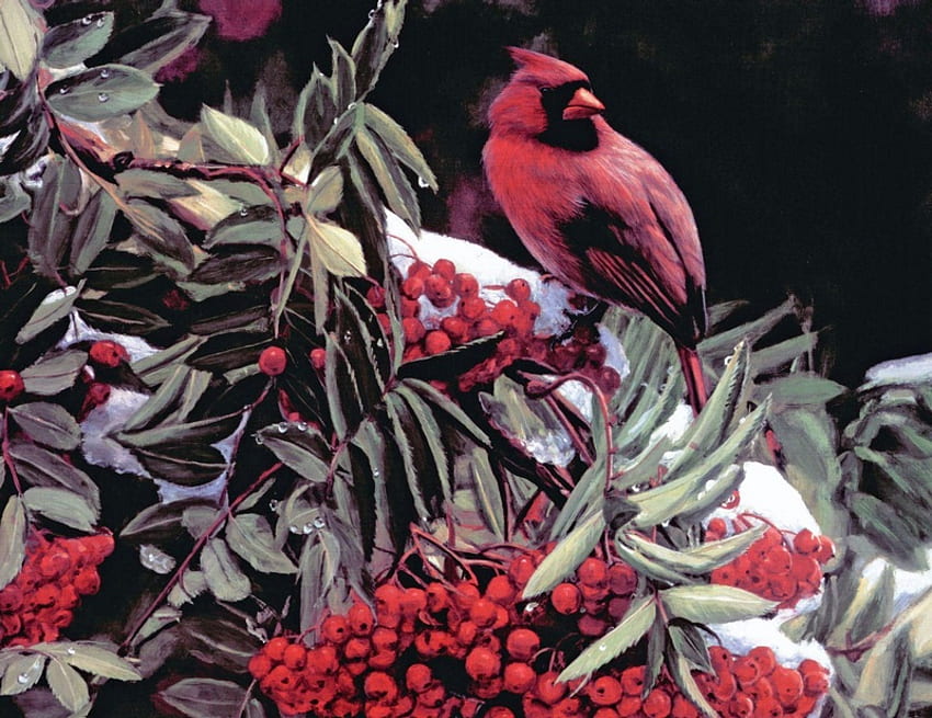 szkarłat, gałąź, śnieg, ptak śpiewający, czerwone jagody, liście, drzewo Tapeta HD
