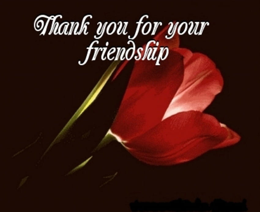 Thankful for Friendship, thanks, quotes, abstract, flower, red, friendship HD wallpaper