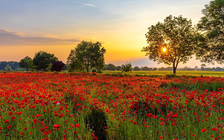Sunset over Poppies, poppies, trees, meadow, sunset HD wallpaper