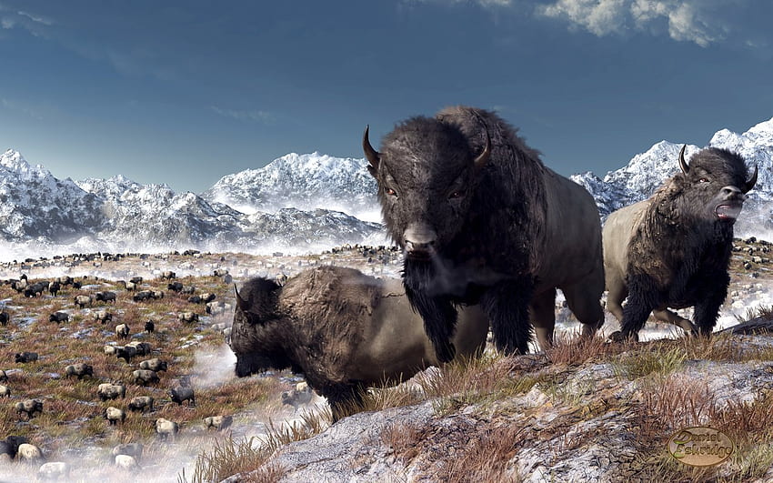 Bison Herd , Background HD wallpaper