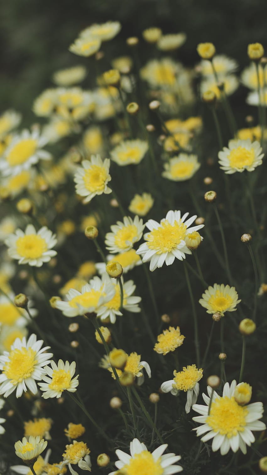 Oxeye 데이지, 카모마일, 꽃, 들판, 노란 데이지 HD 전화 배경 화면