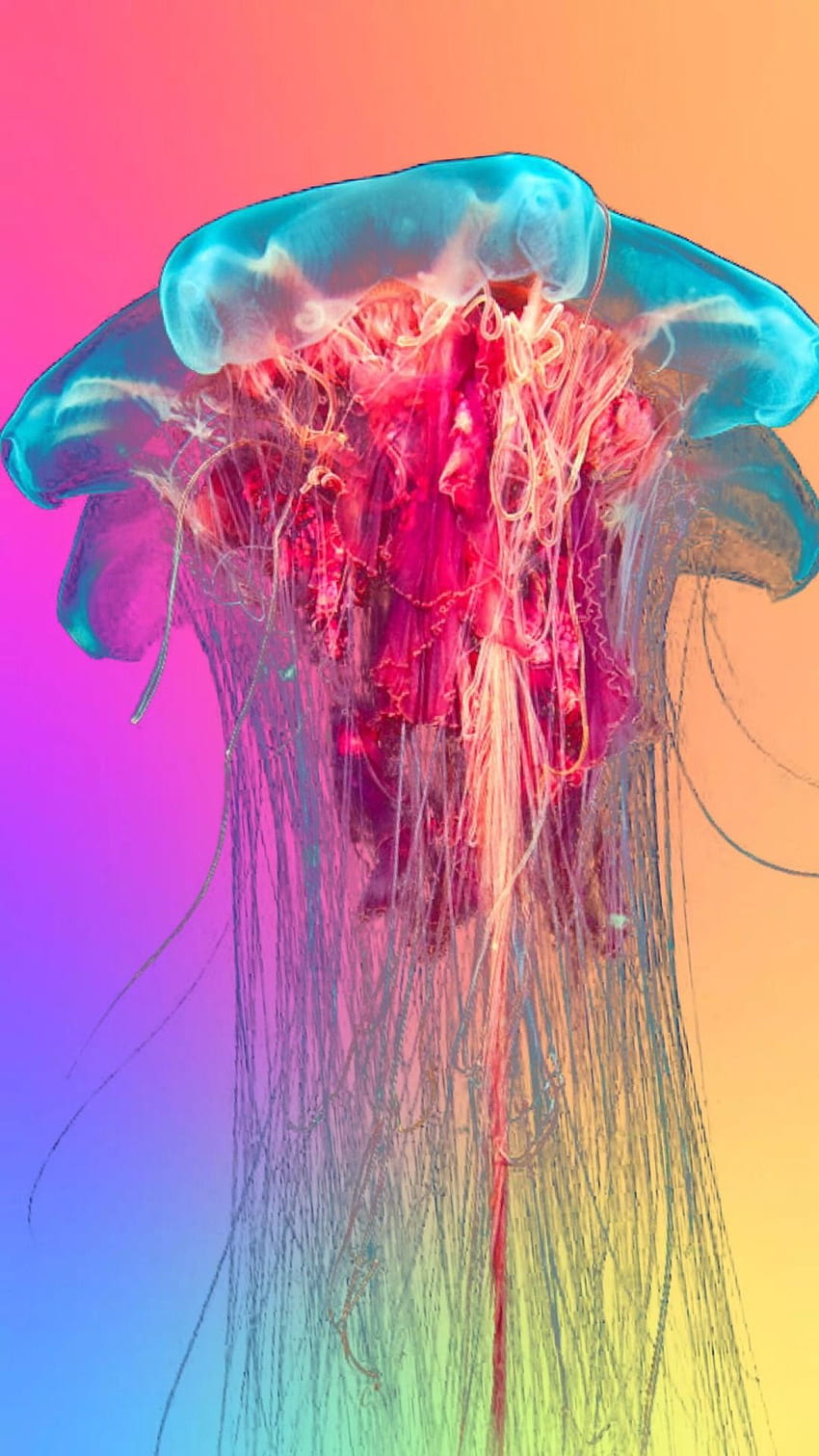 IPhone, Jellyfish HD phone wallpaper | Pxfuel