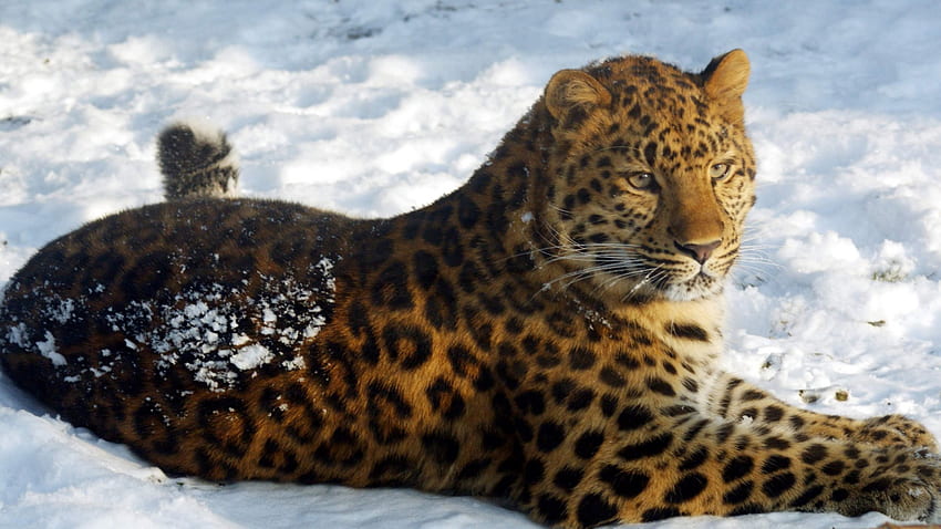 Karda Jaguar, pisica, tigru, leu, leopar HD duvar kağıdı