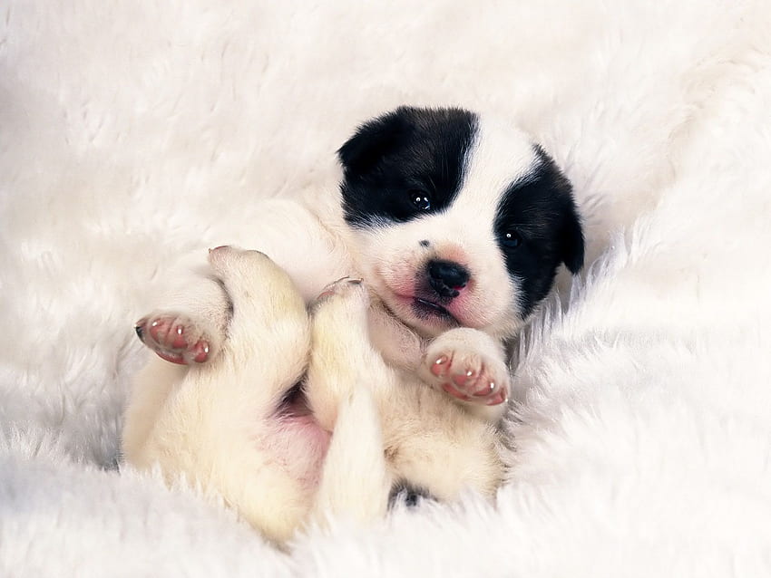 Sweet sleeper, dog, tender, puppy, baby, sleep HD wallpaper