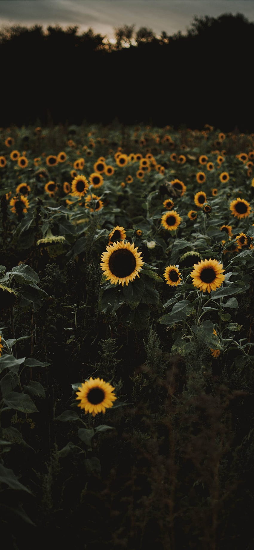 Best Yellow iPhone 11, Yellow Sunflower HD phone wallpaper | Pxfuel