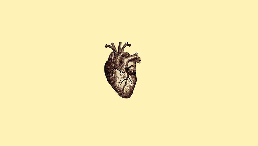 anatomy heart wallpaper