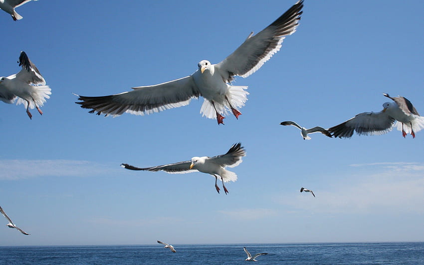 Animals, Sky, Sea, Seagulls, Flight HD wallpaper