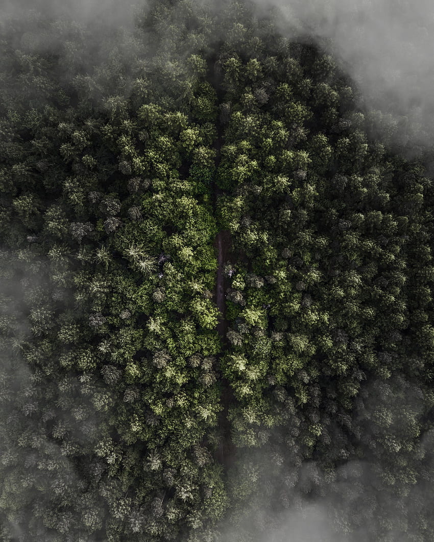 Nature, Trees, View From Above, Forest, Fog HD phone wallpaper