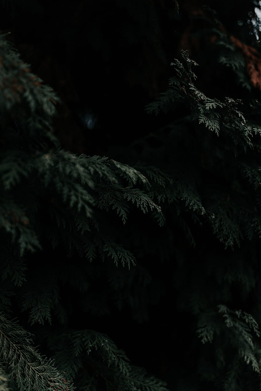 Dark, Wood, Tree, Branches, Needles, Thuja HD phone wallpaper