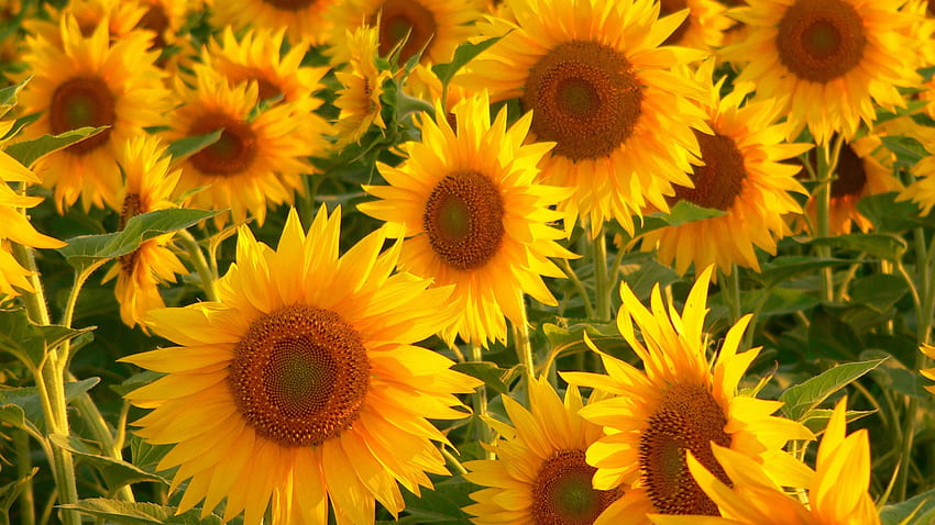 Sunflower Best Flower In 74, Vintage Sunflower HD wallpaper | Pxfuel