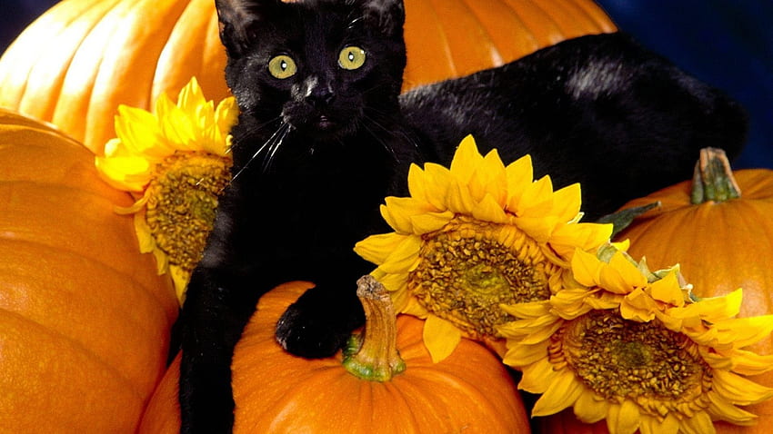 cats animals sunflowers pumpkins High Quality , High Definition HD wallpaper