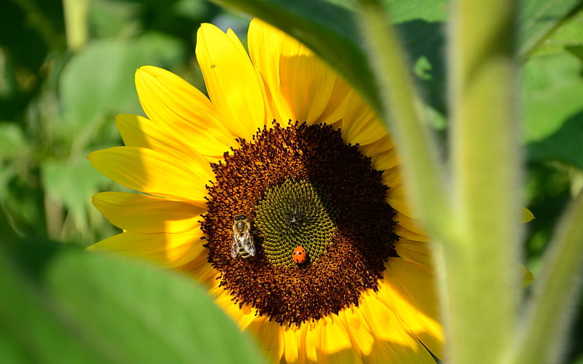 Plants, Flowers, Insects, Sunflowers, Bees, Ladybugs HD wallpaper