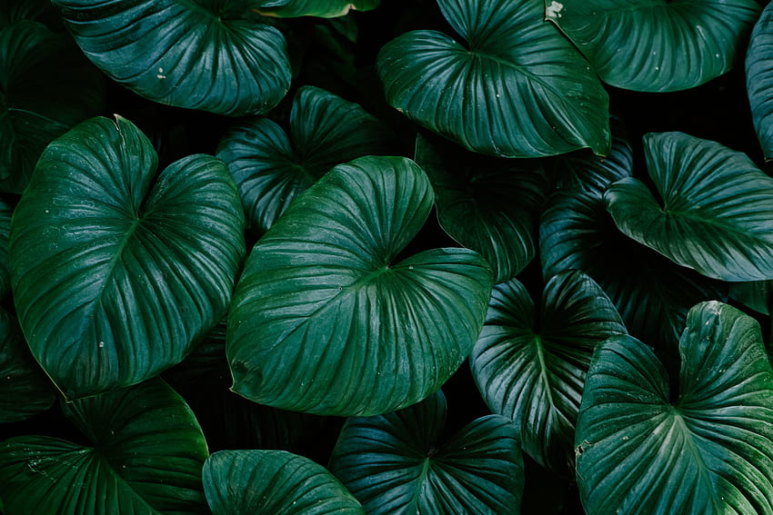 Flora, grünes und helles Blatt, groß HD-Hintergrundbild