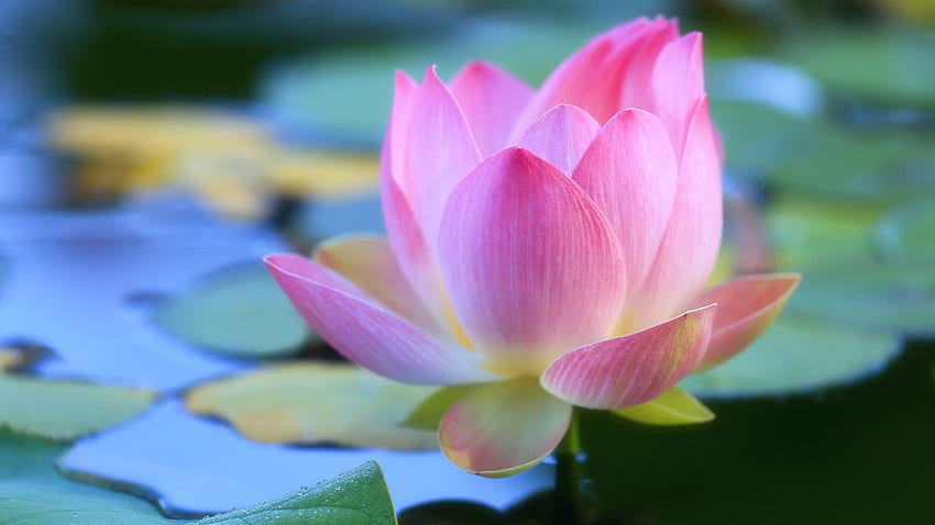 Pink Lotus, Sommer, Blätter, Blütenblätter, Seerose, Blüte HD-Hintergrundbild