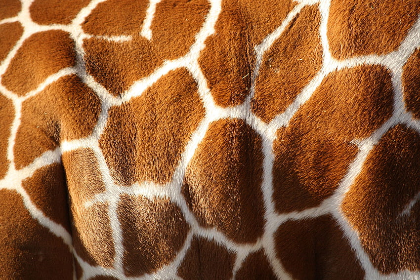 giraffe, Texture, Pattern, Fur /, Animal Skin HD wallpaper