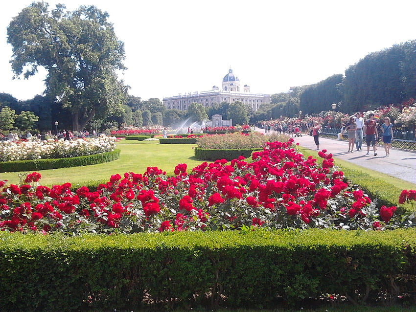Jardim de rosas em Volksgarten em plena floração. 15 06 13. Jardim, Florescer papel de parede HD