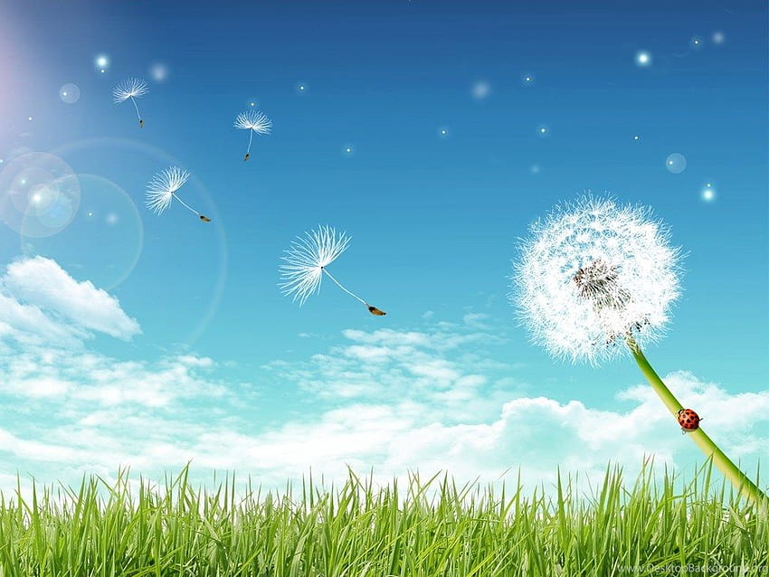 Dandelion And Background HD wallpaper