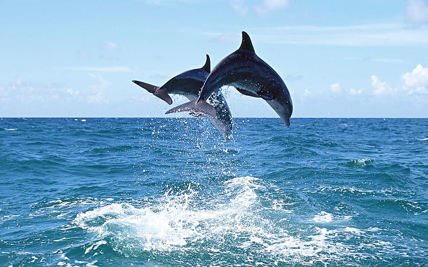 Delfin, zwierzęta, odbijanie, skakanie, zakręt Tapeta HD