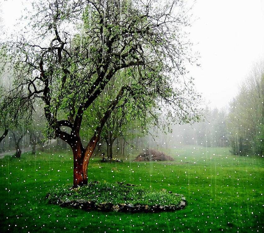 Природен дъжд, най-красивият дъжд HD тапет