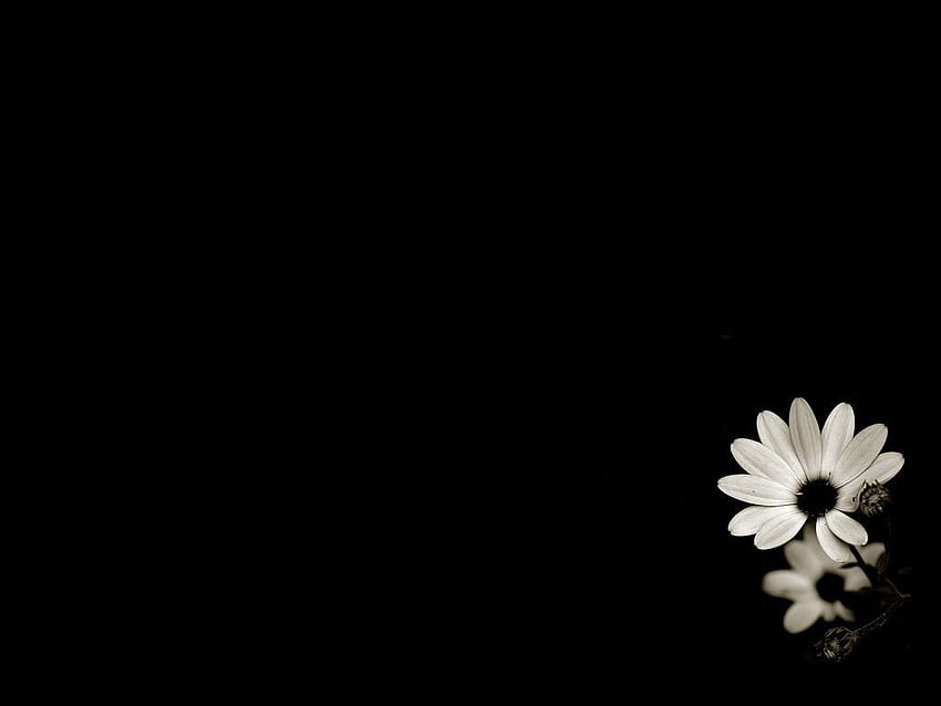 白い背景に黒い花、黒と白のデイジー 高画質の壁紙