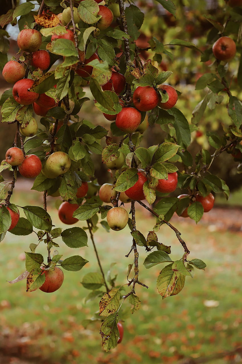 Fruits Food Autumn Apples Garden Harvest HD Phone Wallpaper Pxfuel