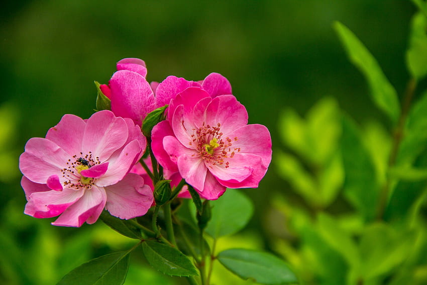 Kwiat róży, różowy, liście, pszczoła, ogród, piękny, zapach, Róża, zapach Tapeta HD