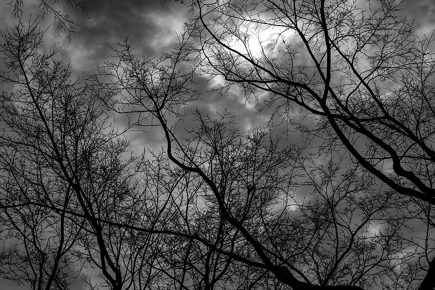 Nature, Trees, Sky, Clouds, Branches, Bw, Chb, Gloomy HD wallpaper