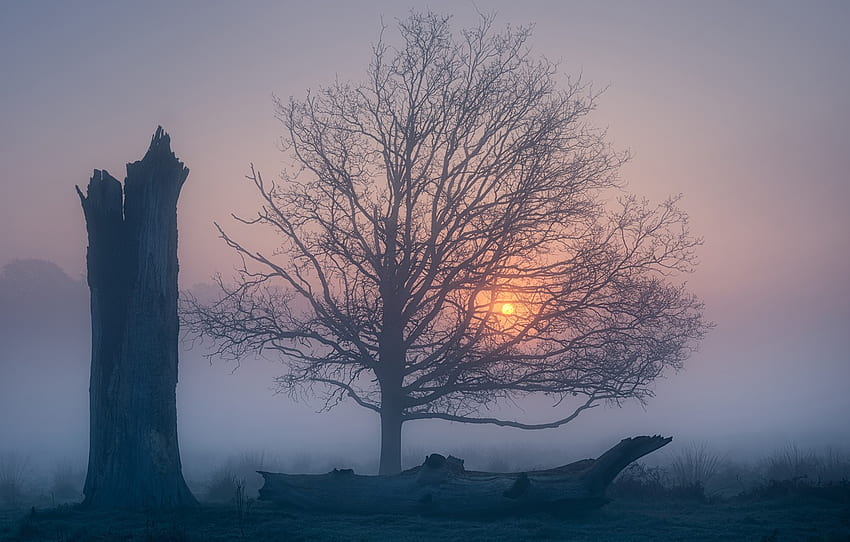 fog, tree, dawn, England, morning, England, Richmond Park, Richmond Park, Greater London, Greater London for , section природа, Foggy London HD wallpaper