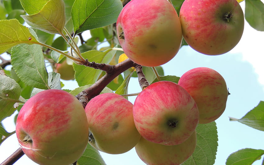 Dieser - Apfelbaum HD-Hintergrundbild