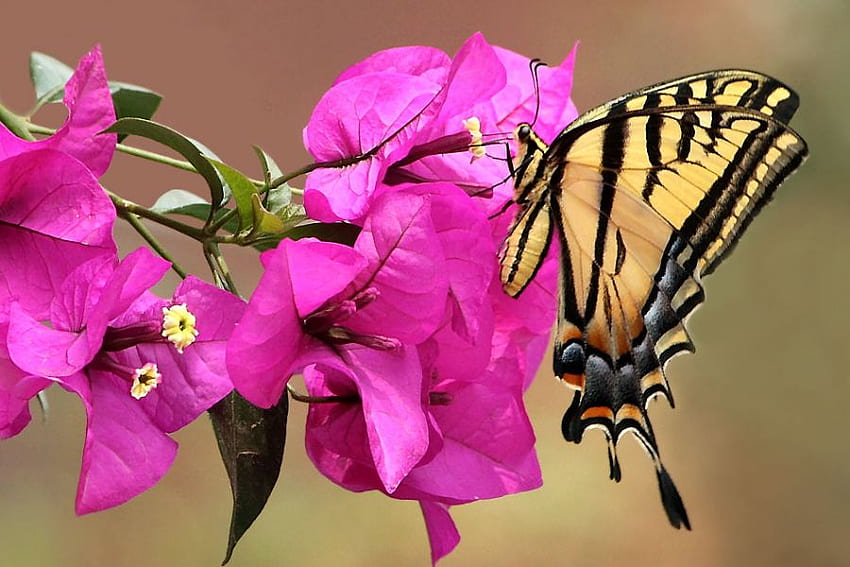 Excelente, gorgeous, magnificent, beautiful, wonderful, butterflies, pink, animals, flower, green, red, nature, deep pink HD wallpaper