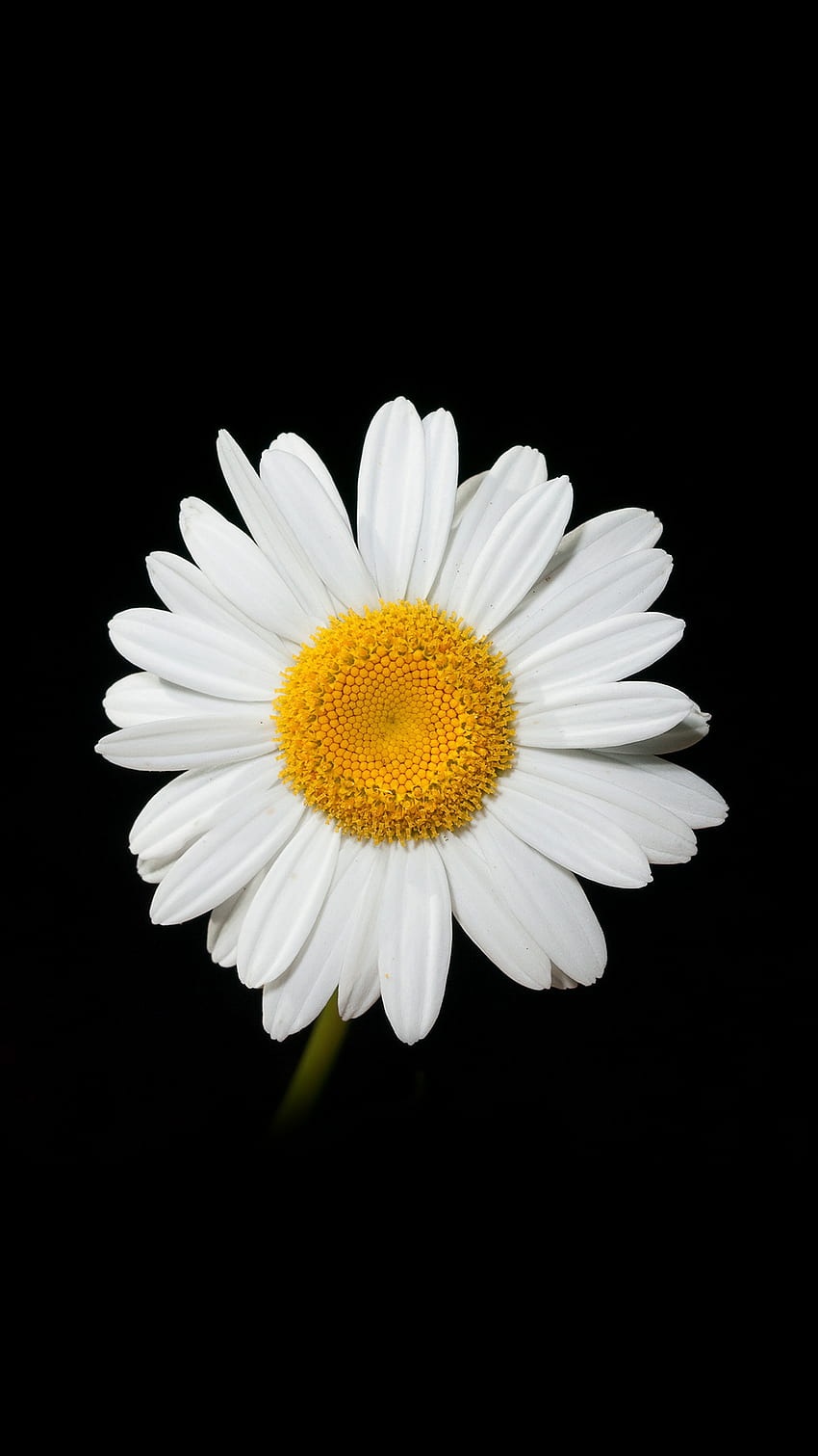 Daisy Flower Dark Nature, Black Daisy Flower Tapeta na telefon HD