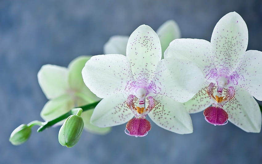 Flowers: Flower White Green Orchid Pink Orchids Blue Spring HD wallpaper