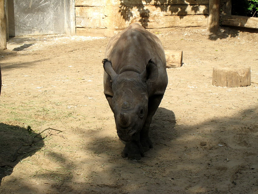 Animales, Sombra, Rinoceronte, Reserva fondo de pantalla