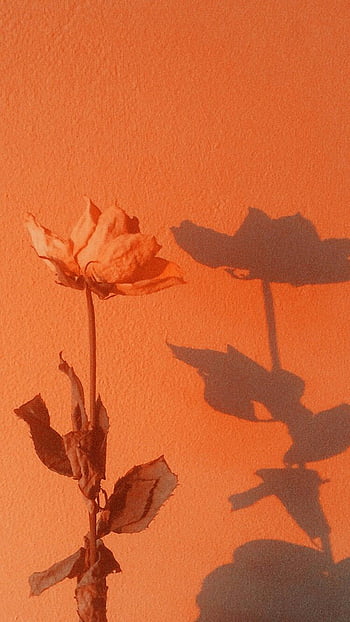 orange tumblr photography