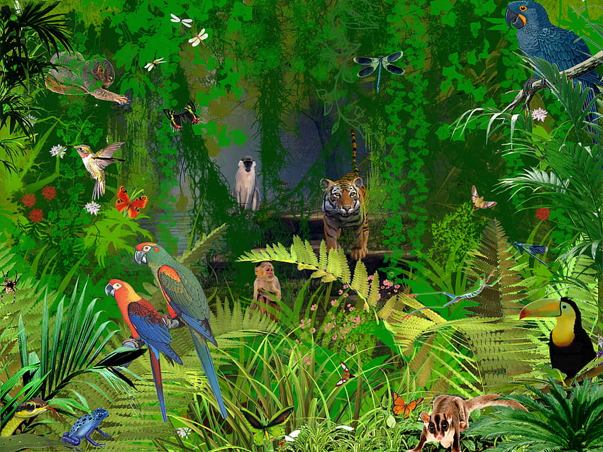 Animals, Tropical Rainforest Animals HD wallpaper