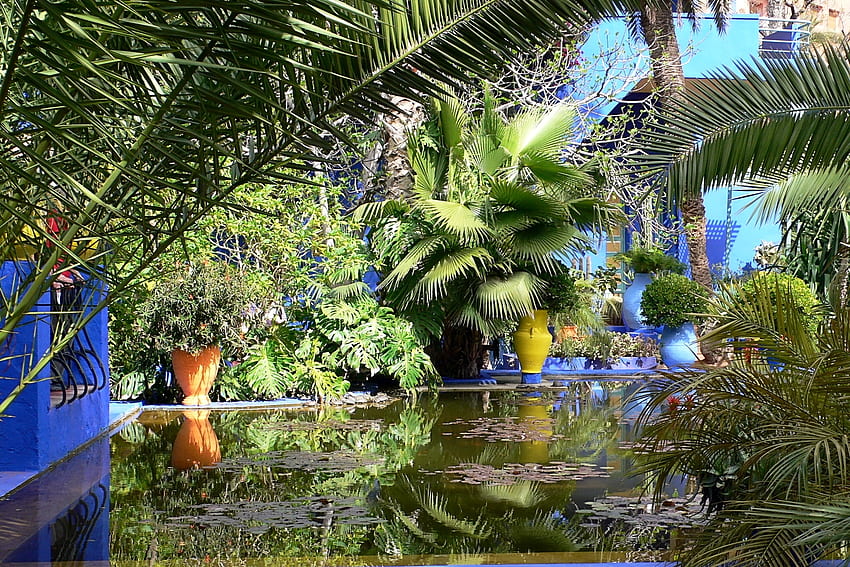 Природа, палми, водни лилии, клони, езерце, двор, двор HD тапет