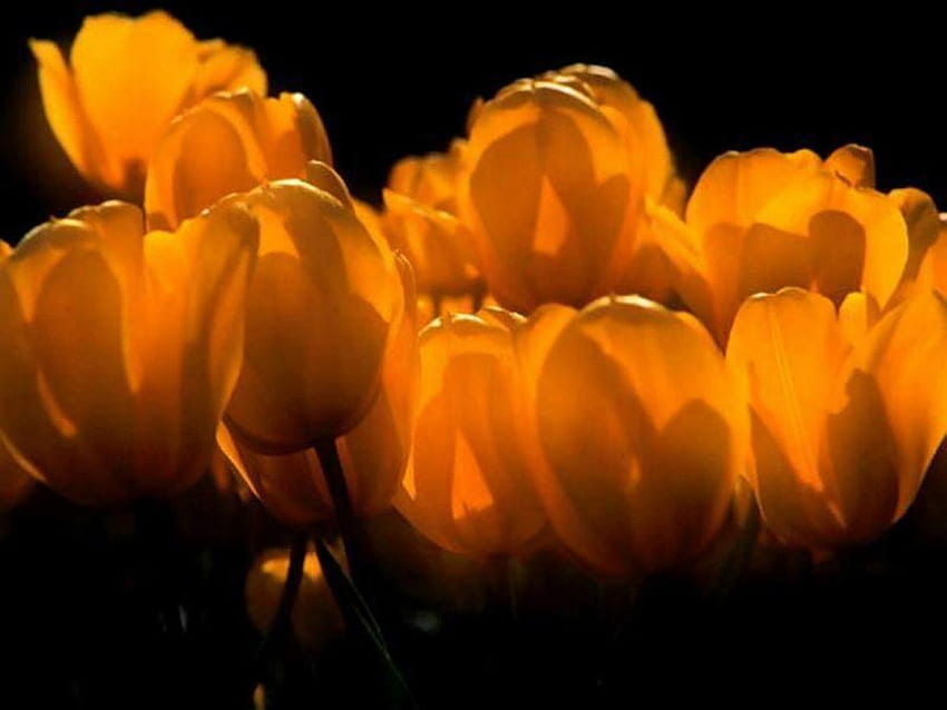 Tulip Warna Oranye, tulip, tulip jingga, bunga, alam, jingga Wallpaper HD