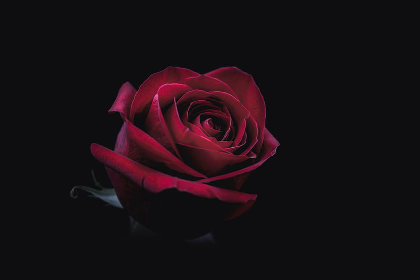Dark, Rose Flower, Rose, Bud, Close-Up HD wallpaper