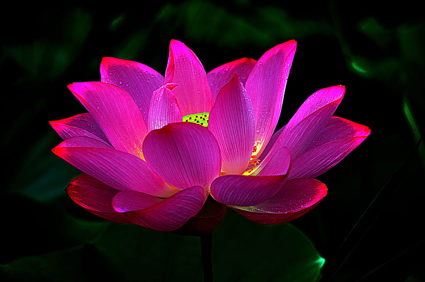 Pink Lotus, Lotus, Flower, Pink, Petals HD wallpaper