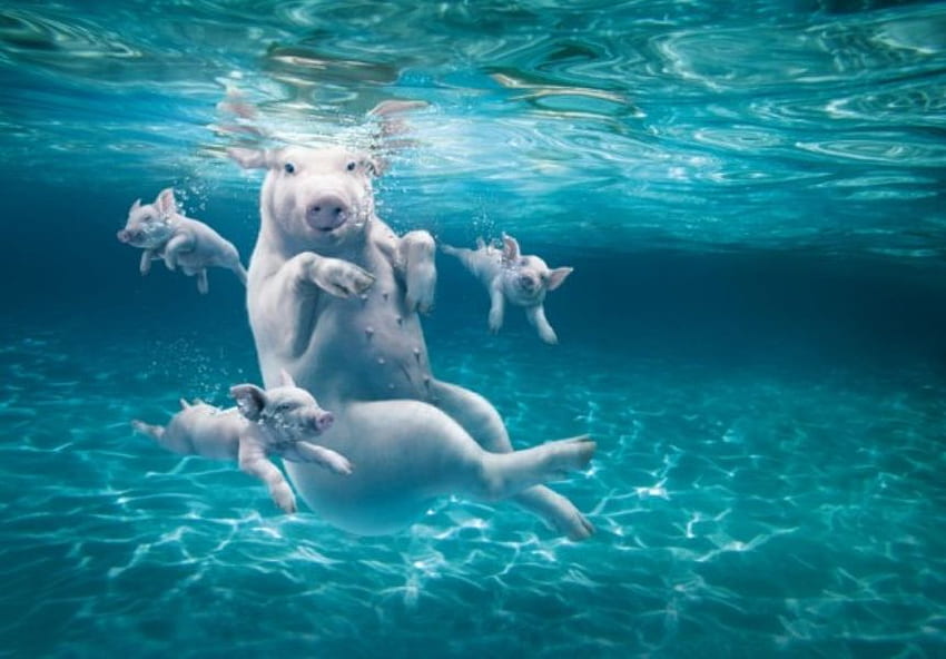 PIGS GO SWIMMING, natação, rosa, porcos, animais, roedores, água papel de parede HD