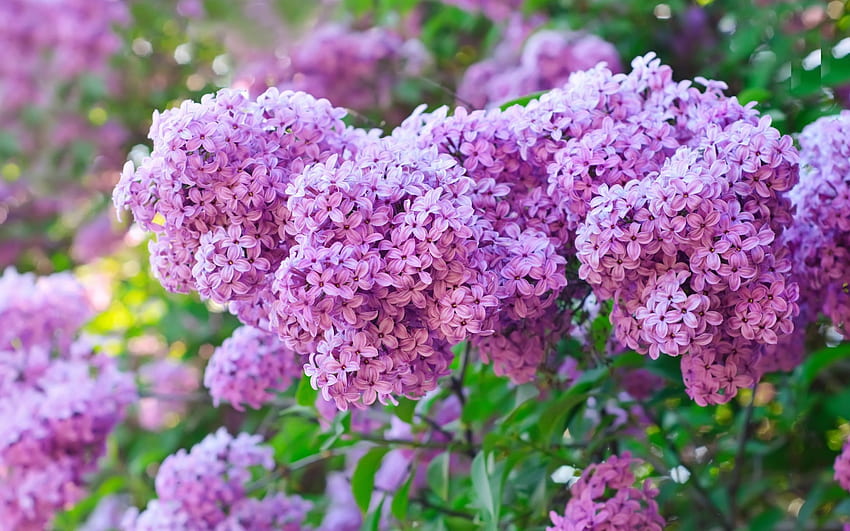 Pflanzen, Blumen, Flieder, Violett HD-Hintergrundbild