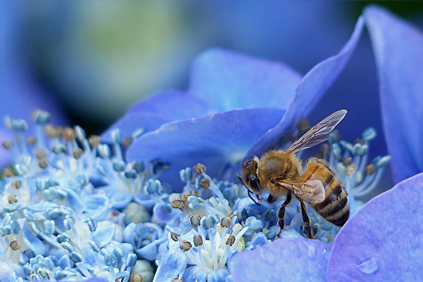 Blume, Makro, Biene, Hortensie, Bestäubung HD-Hintergrundbild