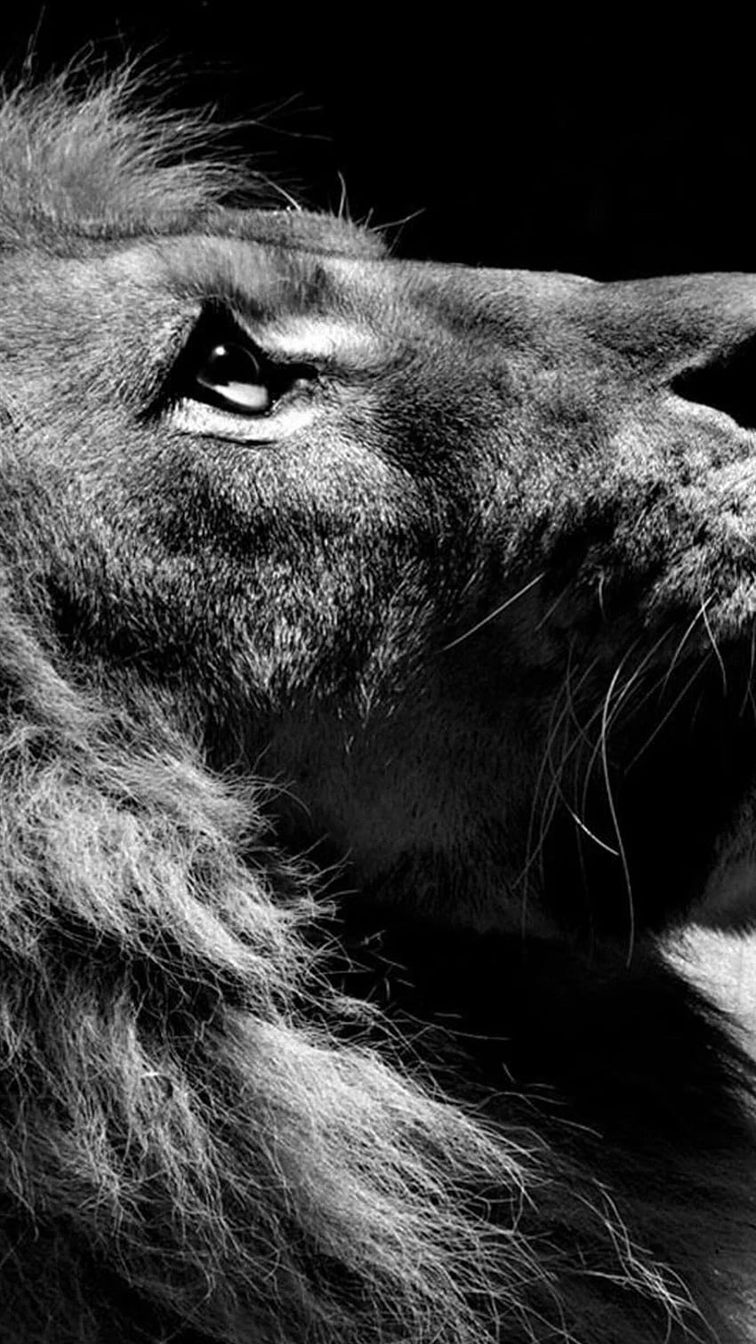 Black And White Lion For You iPhone , White Lion iPhone HD phone wallpaper  | Pxfuel