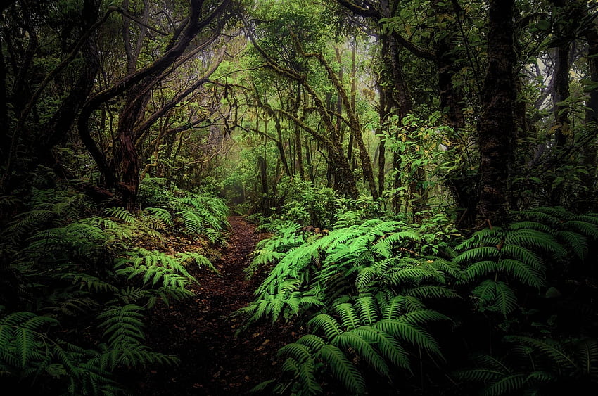 Пътека в папратовата гора джунгла, папрат, джунгли, дървета, природа, пътеки, гори HD тапет