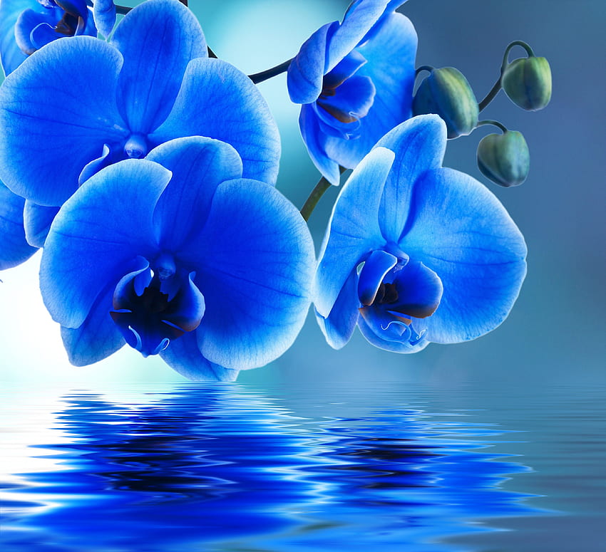 Flowers: Orchids Blue Orchid Water Beautiful Beauty Flowers, Orchids in Water HD wallpaper