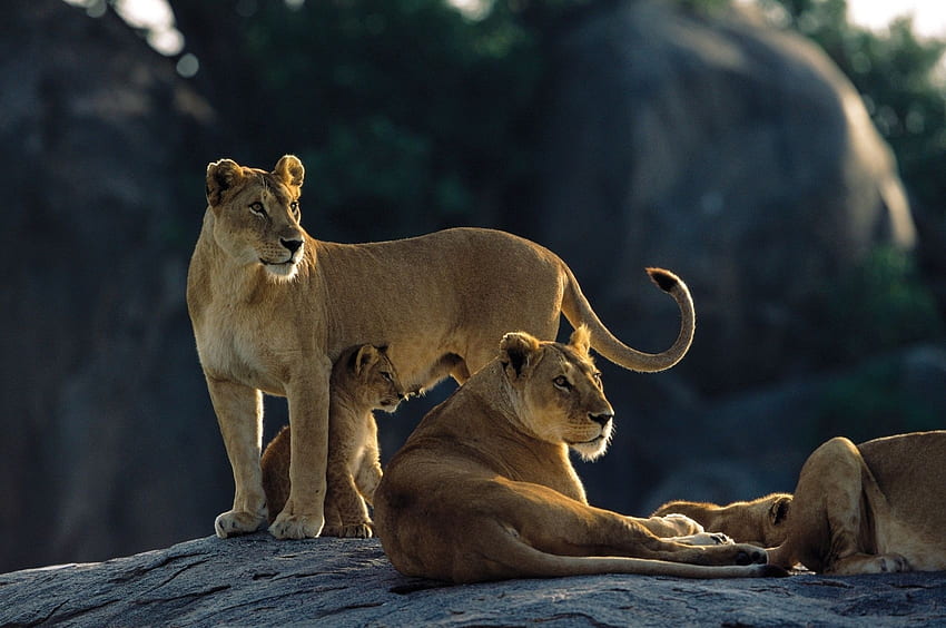 Animals, Stones, Lions, Predators, Young, To Lie Down, Lie, Family, Hunting, Hunt, Cubs HD wallpaper