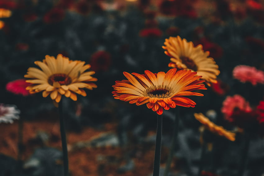 Blumen, Blume, Unschärfe, glatt, Gerbera, Stiel, Stiel HD-Hintergrundbild