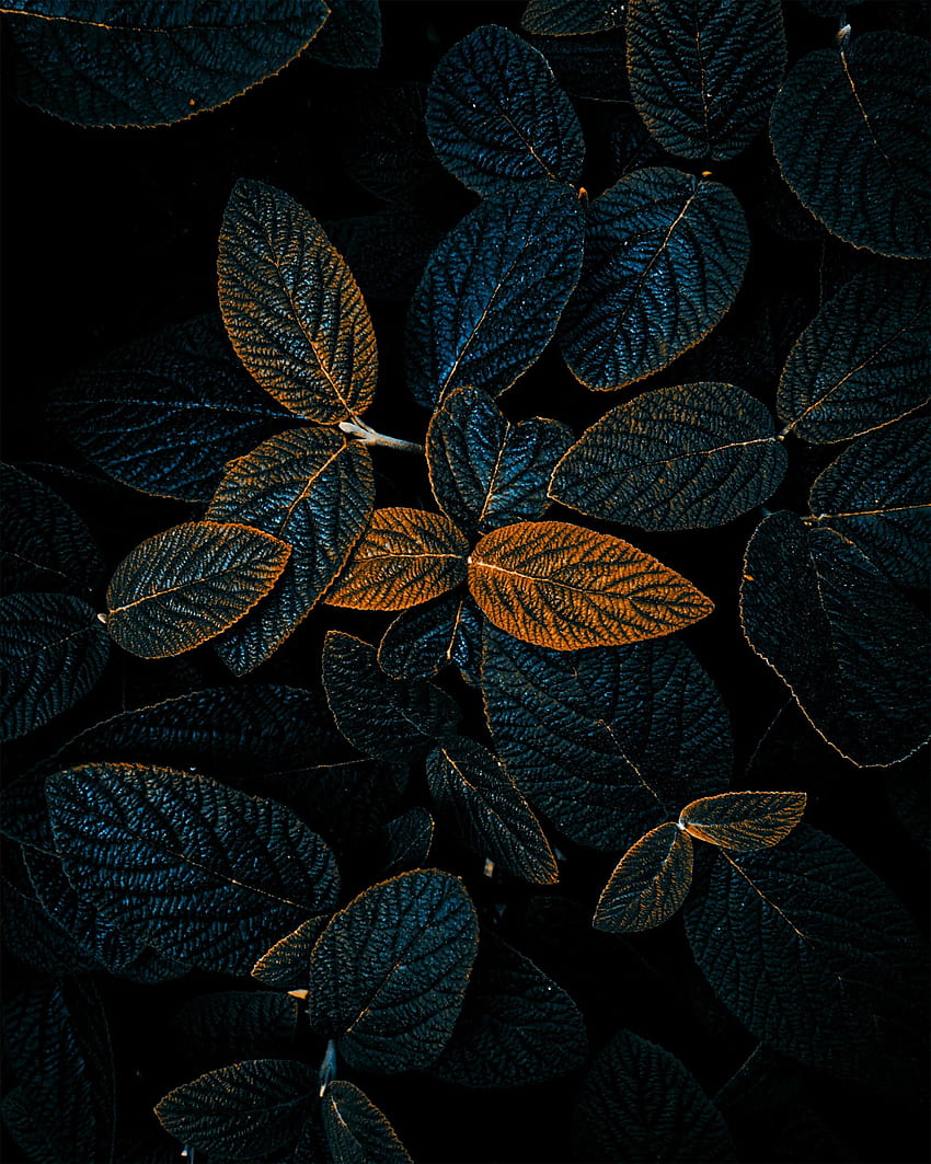 Природа, листа, растение, тъмно, вени HD тапет за телефон