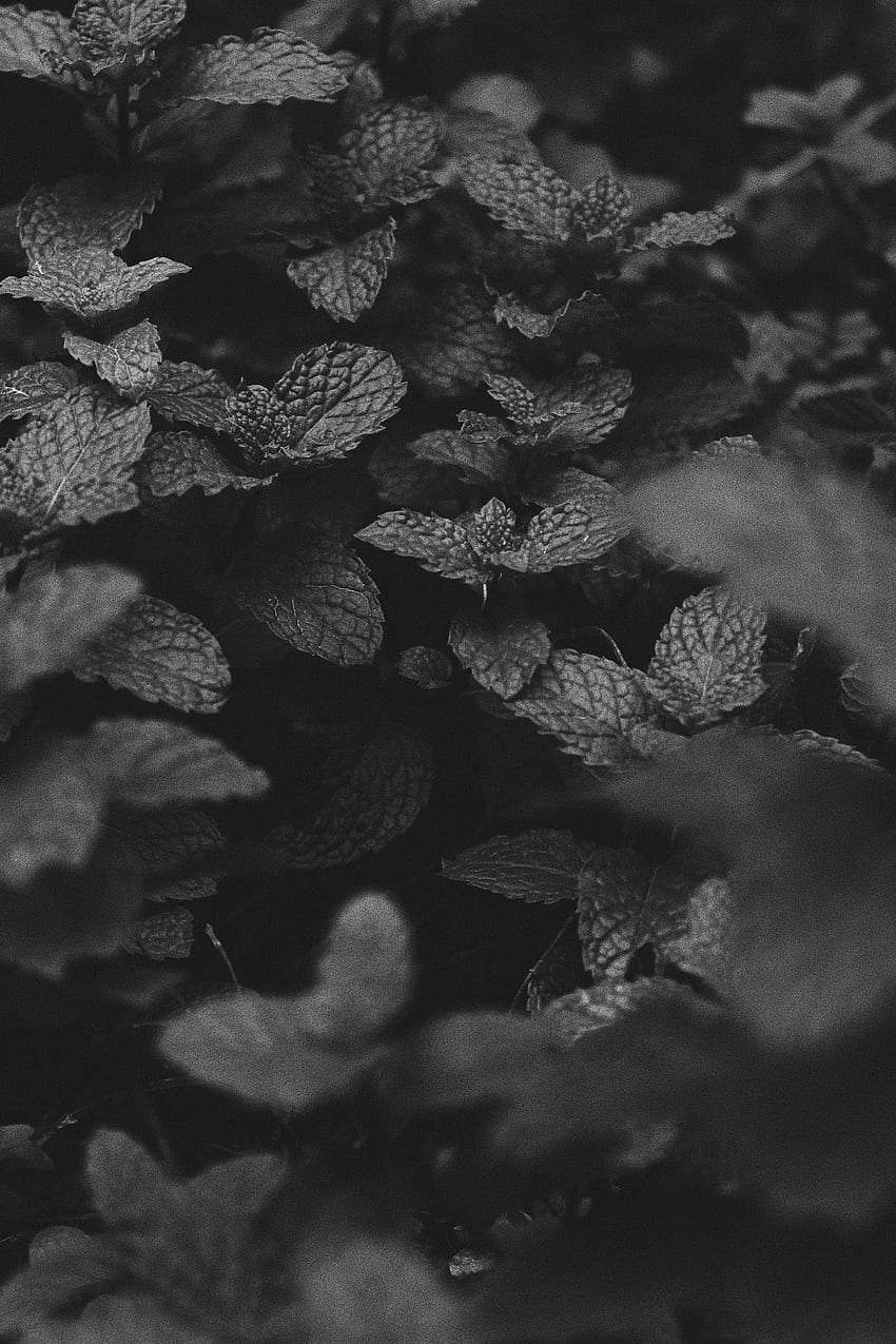 Leaves, Bush, Dark, Bw, Chb, Mint HD phone wallpaper