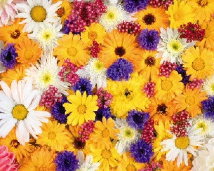 * Tatlı renkler *, mor, beyaz, papatya, sarı, renkler, tatlılık, çiçekler HD duvar kağıdı
